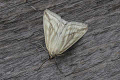 Loxostege virescalis