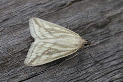 Loxostege virescalis