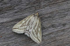 Loxostege virescalis