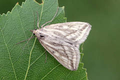 Loxostege virescalis