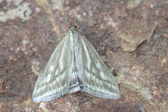 Loxostege virescalis