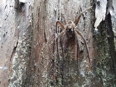 Dolomedes tenebrosus