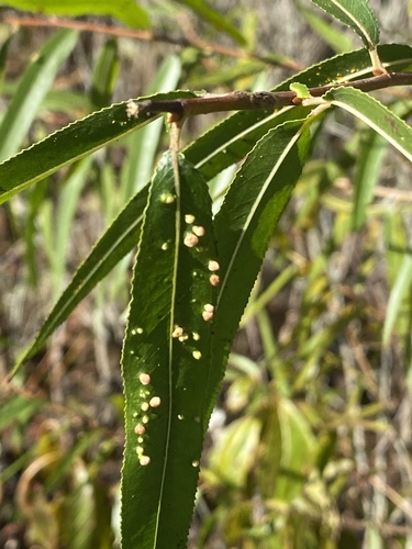 Willow Bead Gall Mite photo 3