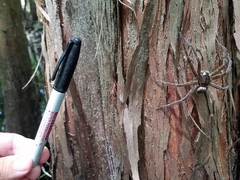 Dolomedes tenebrosus