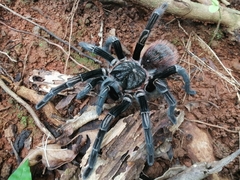 Sericopelma