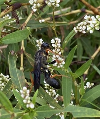 Sphex flavovestitus