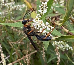 Sphex flavovestitus