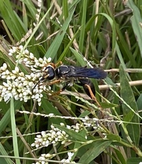 Sphex flavovestitus