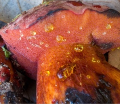 Exsudoporus permagnificus