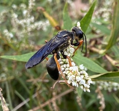 Sphex flavovestitus