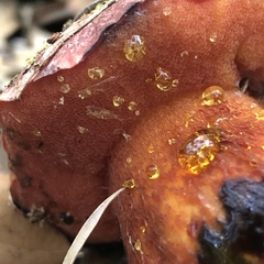 Exsudoporus permagnificus