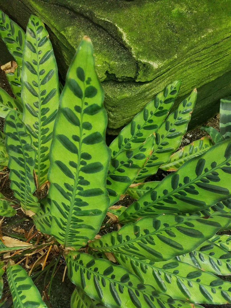 Rattlesnake Plant