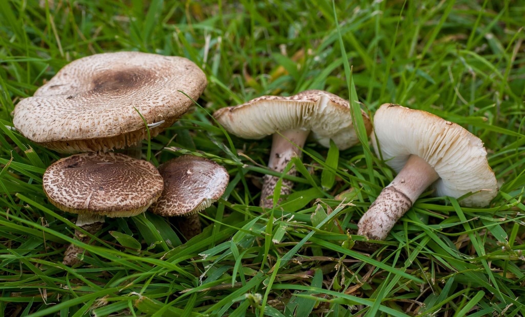 Lepiota brunneoincarnata — Deadly Dapperling