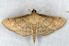 Herpetogramma theseusalis