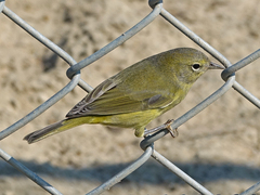 Leiothlypis celata lutescens