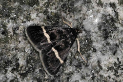Pyrausta cingulata