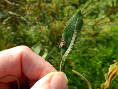 Euura bridgmanii
