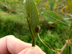 Euura bridgmanii