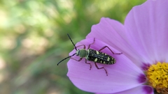 Ochraethes sulphurifer