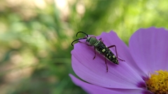 Ochraethes sulphurifer