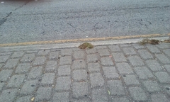 Polycarpon tetraphyllum tetraphyllum