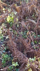 Elymus wiegandii