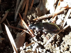 Pterostichus burmeisteri