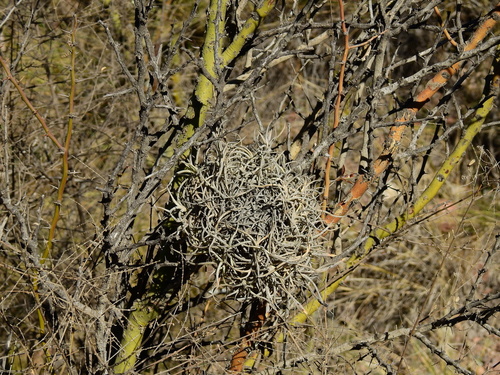 Tillandsia andicola, photograph 5