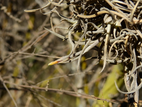 Tillandsia andicola, photograph 6