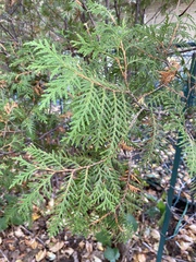 Thuja occidentalis