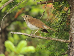 Catharus bicknelli