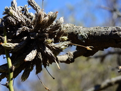 Tillandsia pedicellata