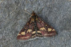 Pyrausta aurata