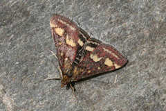 Pyrausta aurata