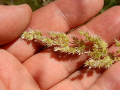 Poa ligularis