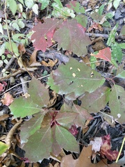 Quercus rubra