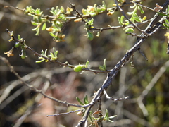 Lycium chilense chilense