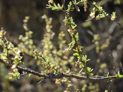 Lycium chilense chilense