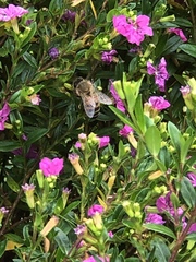 Apis mellifera