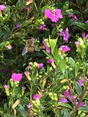 Apis mellifera