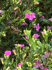 Apis mellifera