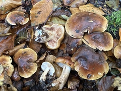 Tricholoma ustale