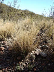 Aristida mendocina