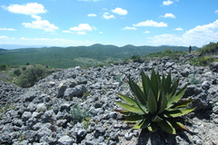 Agave obscura