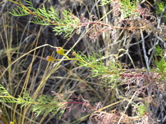 Senecio subulatus erectus