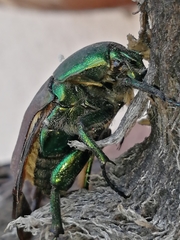 Cotinis laticornis