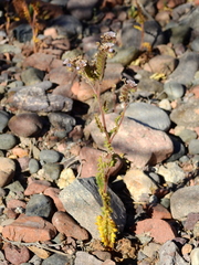 Phacelia sanzinii