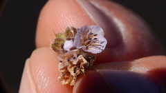 Phacelia sanzinii