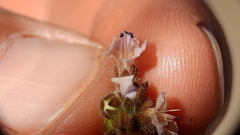 Phacelia sanzinii