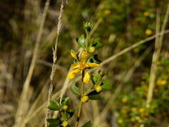 Larrea cuneifolia
